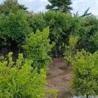 فروش-باغچه-هزارمتری