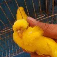 مرغ عشق انگلیسی|پرنده|بابل, |دیوار