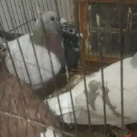 اوغون سرخ  قهوای دمسفید وسوسکی،سیاه ماده