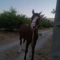 اسب|اسب و تجهیزات اسب‌سواری|شبانکاره, |دیوار