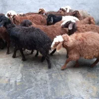 ی تعداد بره نر وماده گوسفند|حیوانات مزرعه|کرمانشاه, |دیوار