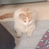 حیوان خانگی