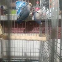 طوطی برزیلی با جوجه|پرنده|ملارد, |دیوار