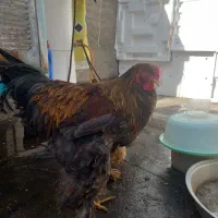 باسلام یکعدد خروس برهمایی اصیل مناسب برای جوجه کشی