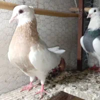 کبوتر