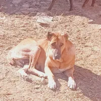 واگذاری ۲قلاده سگ گله|سگ|مشهد, تبادکان|دیوار