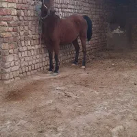 اسب فروشی|اسب و تجهیزات اسبسواری|قم, خداکرم|دیوار