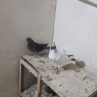 کفتر