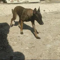 مالی نیوز ماده اصل|سگ|کهنوج, |دیوار