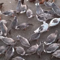 غاز محلی در روستایی قره وانلو|حیوانات مزرعه|آبش احمد, |دیوار