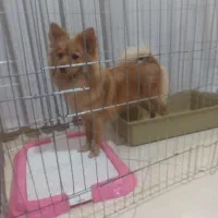 واگذاری  فوری پامر روباهی (رایگان نیست)