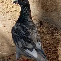 کازرون|پرنده|کازرون, |دیوار