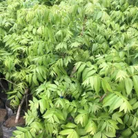 گردوپکان پیوندی