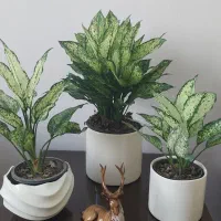 گلهای آپارتمانی