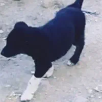 توله سگ نژادسرابی