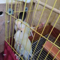 یک جفت طوطی برزیلی بالغ آماده تخم گذاری