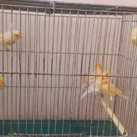 قناری پرتقالی نر مست و بخون|پرنده|اصفهان, قلعه طبره|دیوار