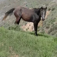 اسب|اسب و تجهیزات اسبسواری|شاهرود (اردبیل), |دیوار