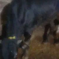 گوساله پرواری هم واسه قصابی وهم نگهداری|حیوانات مزرعه|ورزقان, |دیوار