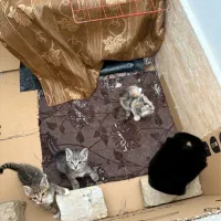 واگذاری رایگان گربه