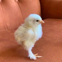 جوجه چند روزه از نسل  پاپر و زینتی برهماودورگ