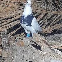 طوقی|پرنده|بندر کنگان, |دیوار