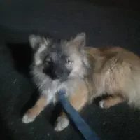 واگذاری سگ ژرمن