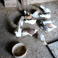 کفتر پرشی