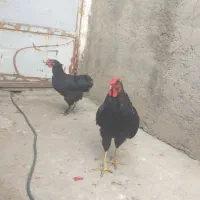 دوعددخروس سیاه سالم جوان