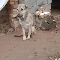 سگ مخصوص گله