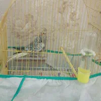 طوطی عروس|پرنده|رشت, فلسطین|دیوار