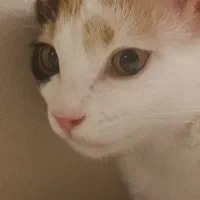 واگذاری رایگان|گربه|اراک, |دیوار