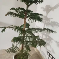 کاج مطبق بزرگ