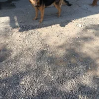 ژرمن شپرد جفت مولد