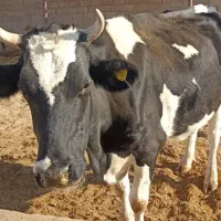 گاو شیری وگوساله