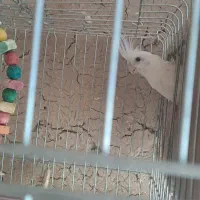 عروس هلندی، طوطی کوتوله،مرغ عشق