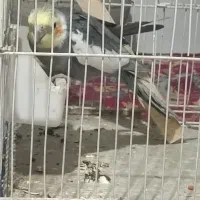 عروس هلندی مولد