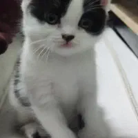 بچه گربه اسکاتیش فولد بلو