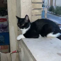 گربه سیاه سفید|گربه|فولادشهر, C5|دیوار