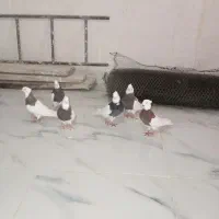 کبوتر کلفه|پرنده|اردبیل, |دیوار