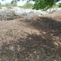 کود گوسفندی فروشی....|خدمات باغبانی و درختکاری|جاسک, |دیوار