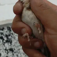 سهره نر چونه سفید
