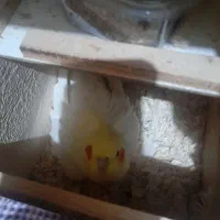 ی جفت مولد لوتینو رو تخم