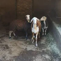 بره ماده|حیوانات مزرعه|بروجرد, |دیوار