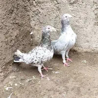 هفرنگ نقره ای