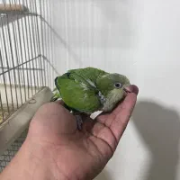 ملنگو رنگی خورشیدی راهب گرینچیک عروس|پرنده|شیراز, شهرک گلها|دیوار