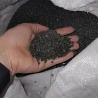 ماش برداشت امسال