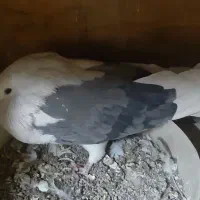 پشت سبز درشت