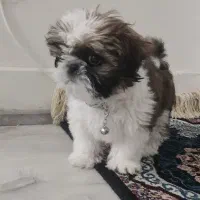 سگ عروسکی شیتزوسوپرفلت