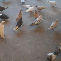 ۱۴ جفت رنگی و پرشی|پرنده|ضیاء آباد, |دیوار